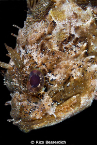 Rockfish close-up. Mediterenean sea of Turkey. by Rico Besserdich 